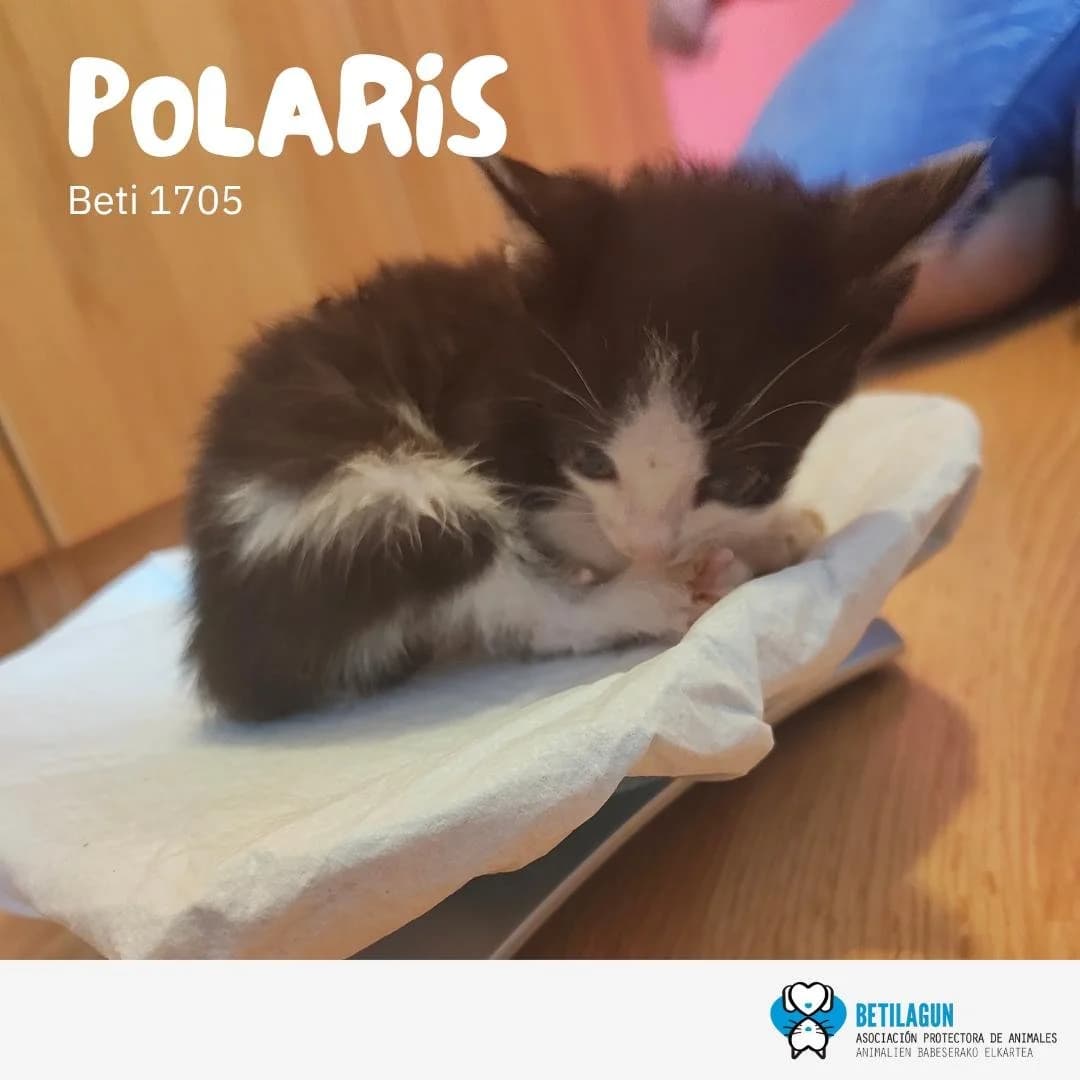 Polaris,  Mixed Breed for adoption at Betilagun