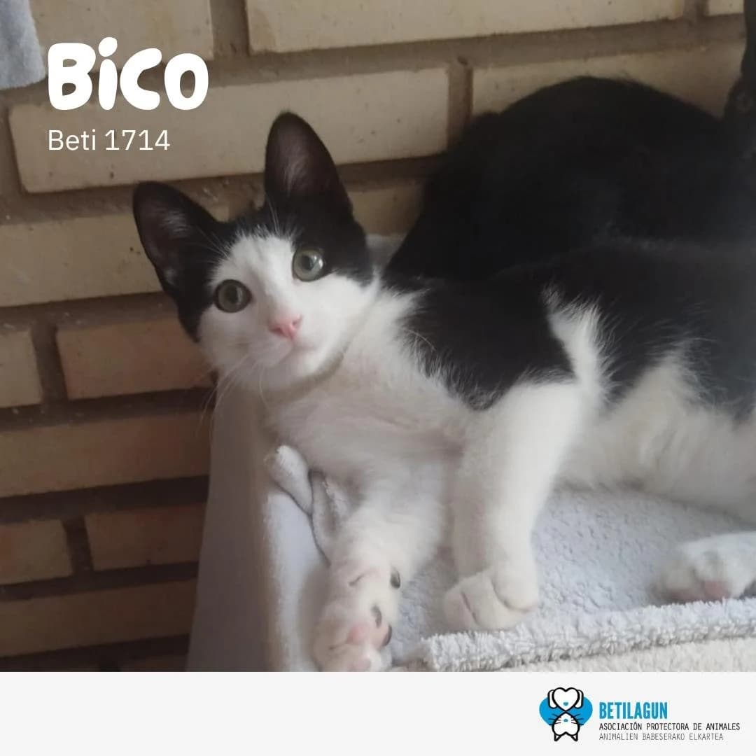 Bico,  Mixed Breed for adoption at Betilagun
