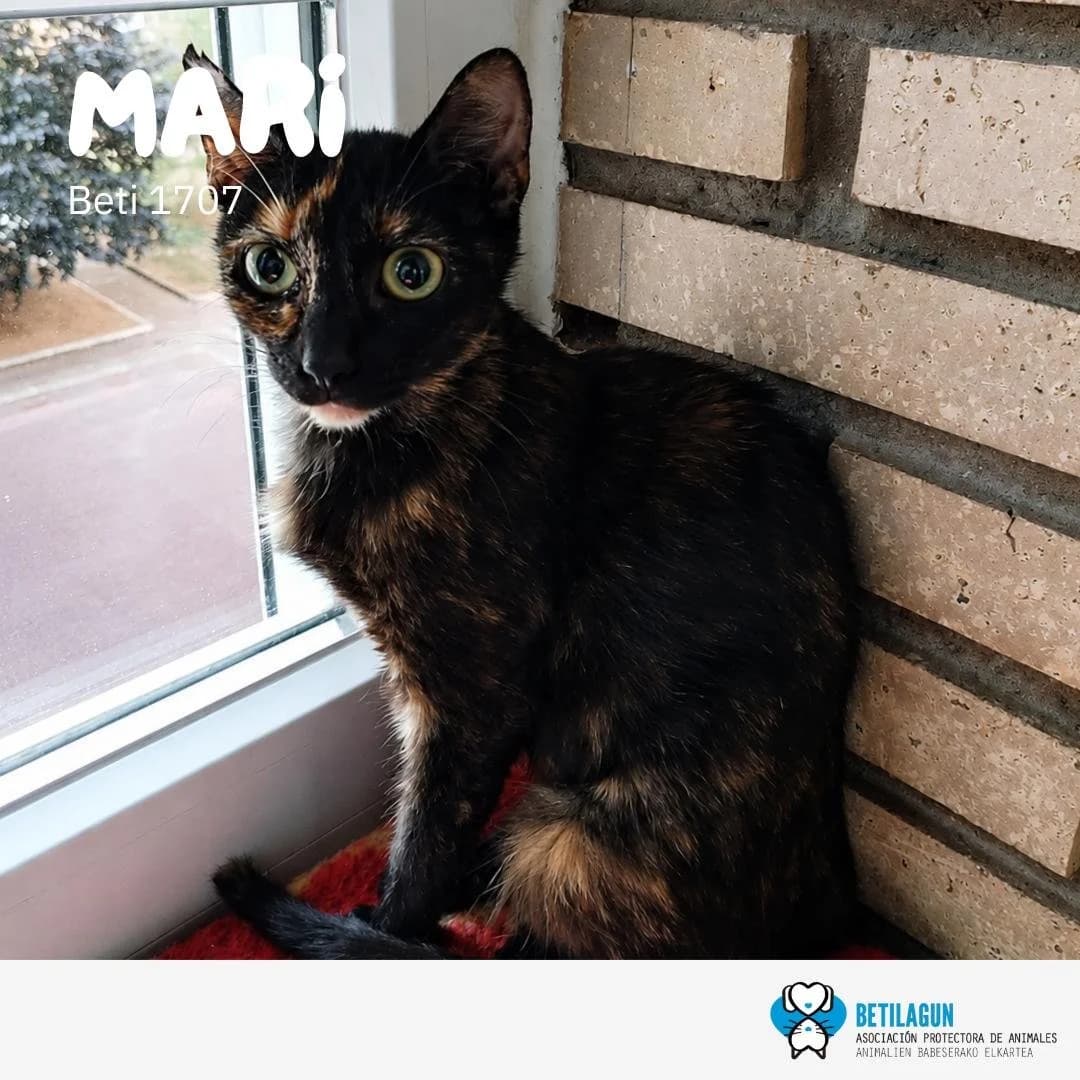 Mari,  Mixed Breed for adoption at Betilagun