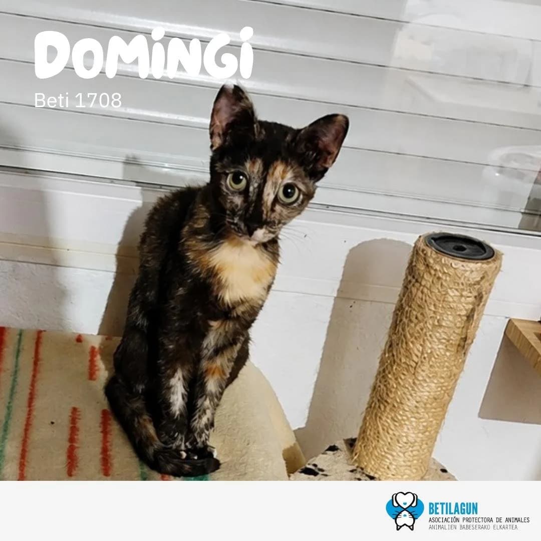 Domingi,  Mixed Breed for adoption at Betilagun
