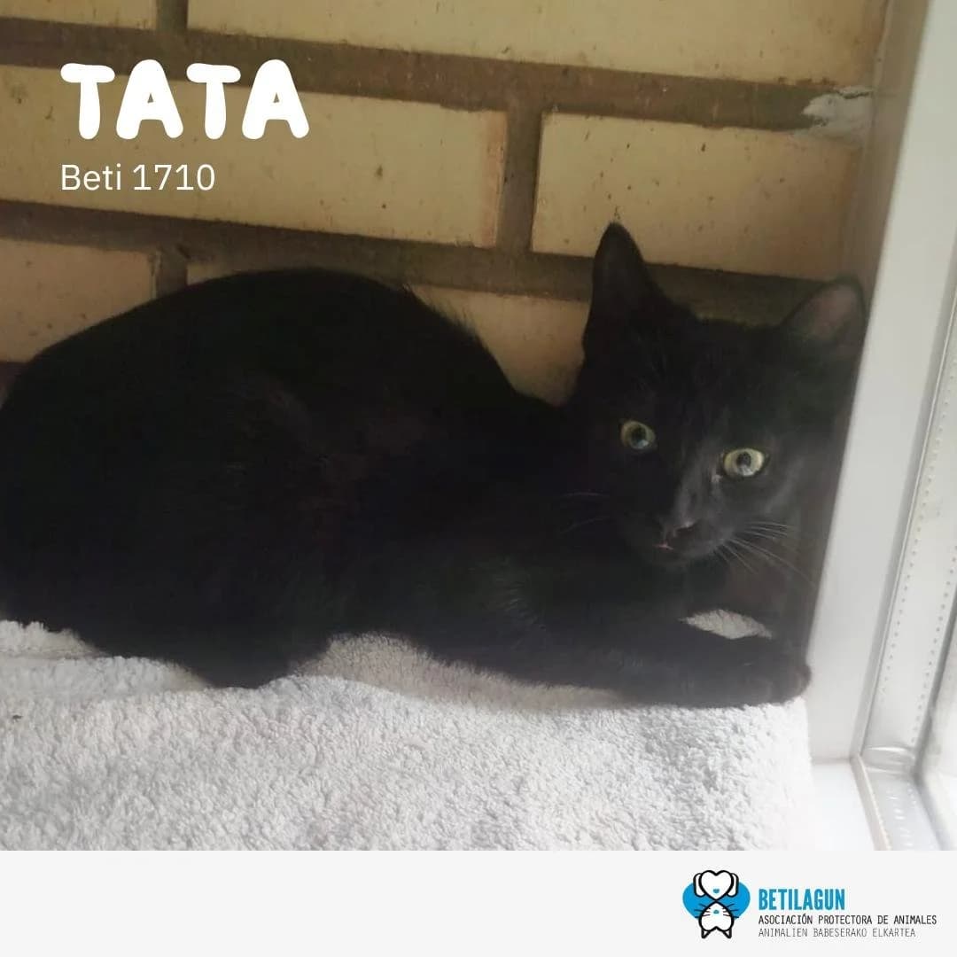 Tata,  Mixed Breed for adoption at Betilagun