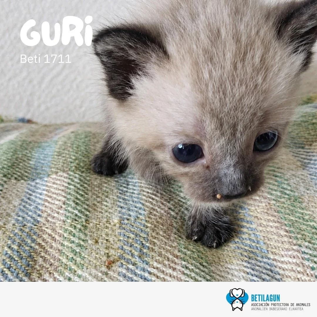 Guri,  Mixed Breed for adoption at Betilagun