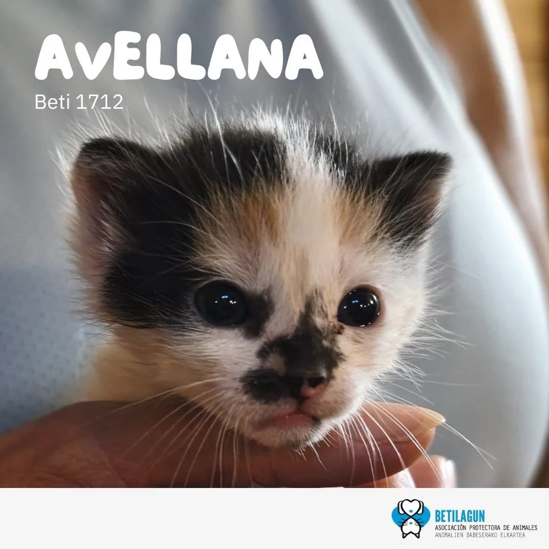 Avellana,  Mixed Breed for adoption at Betilagun