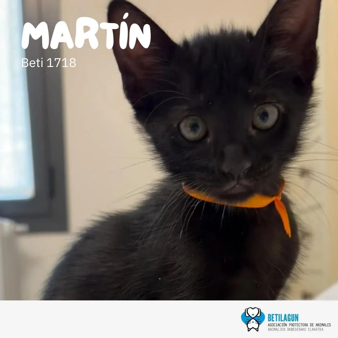 Martín,  Mixed Breed for adoption at Betilagun