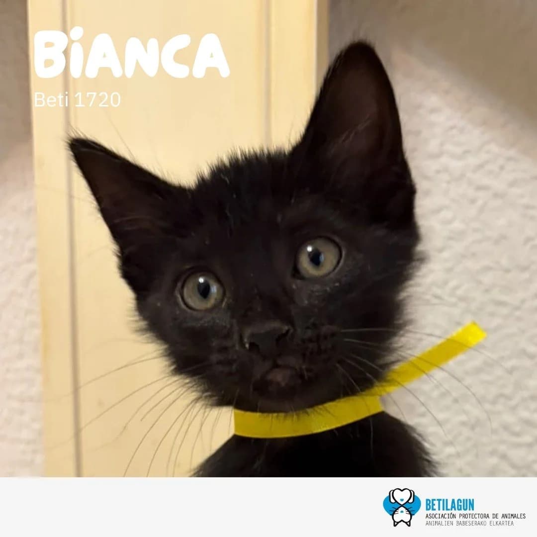 Bianca,  Mixed Breed for adoption at Betilagun