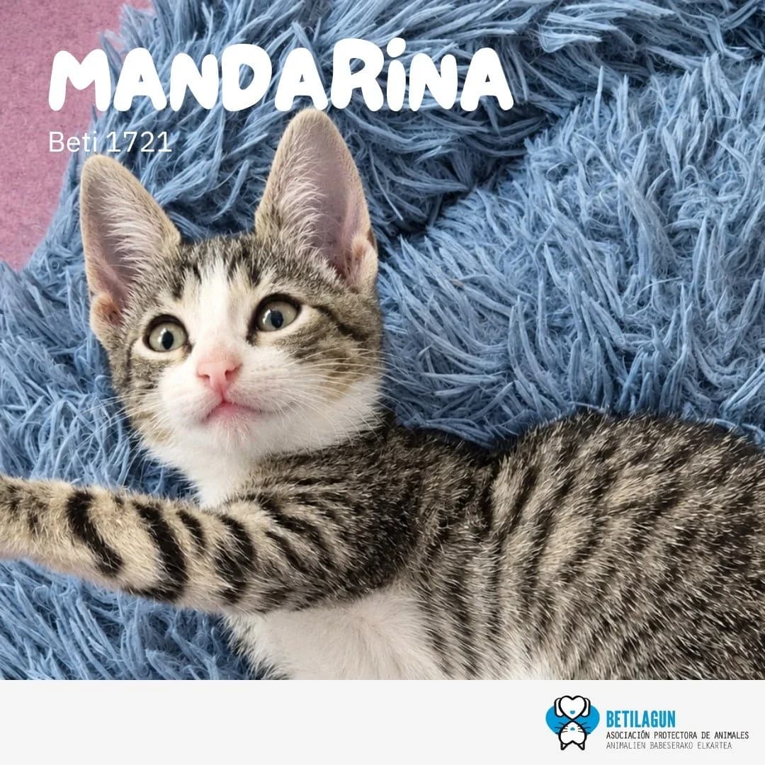 Mandarina,  Mixed Breed for adoption at Betilagun