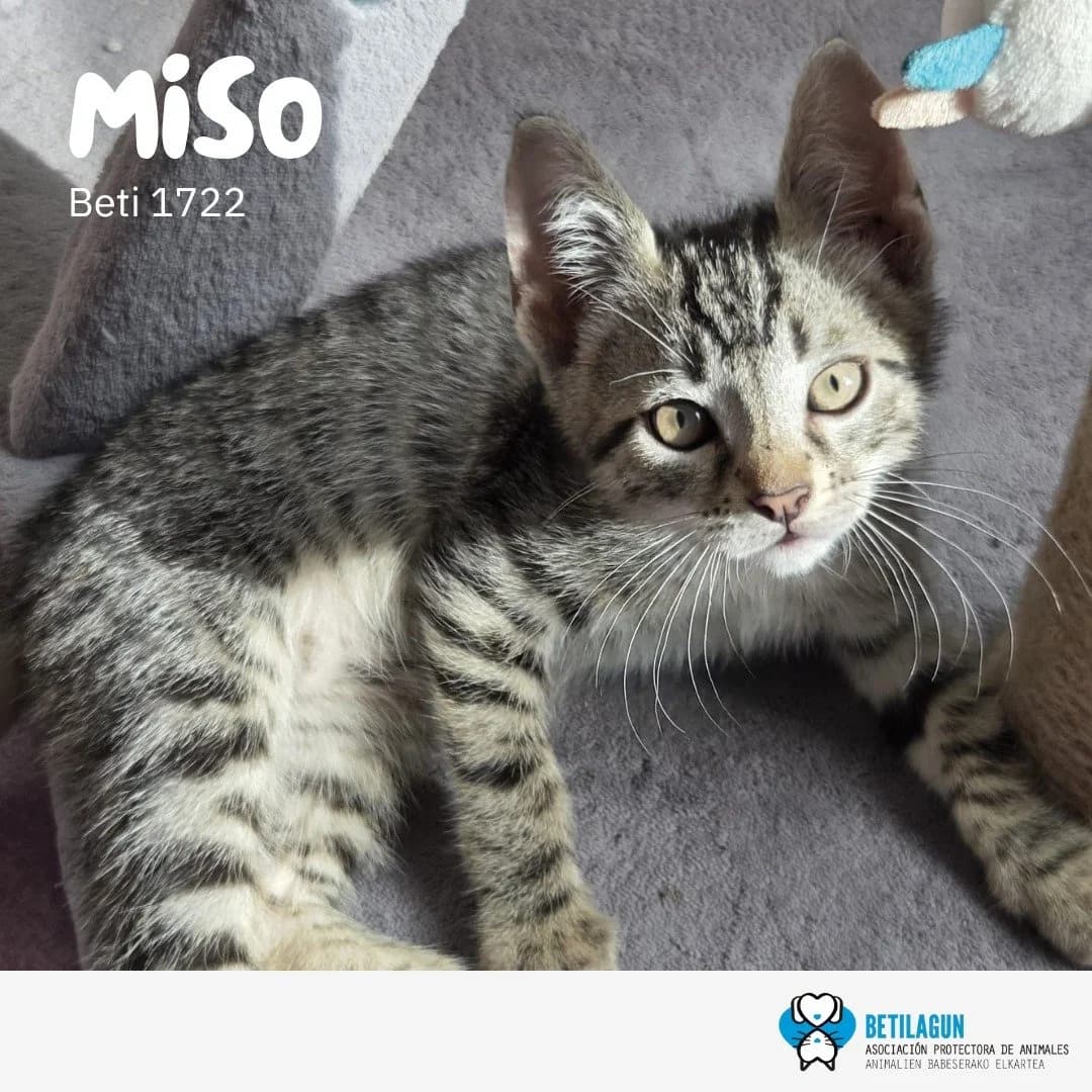 Miso,  Mixed Breed for adoption at Betilagun