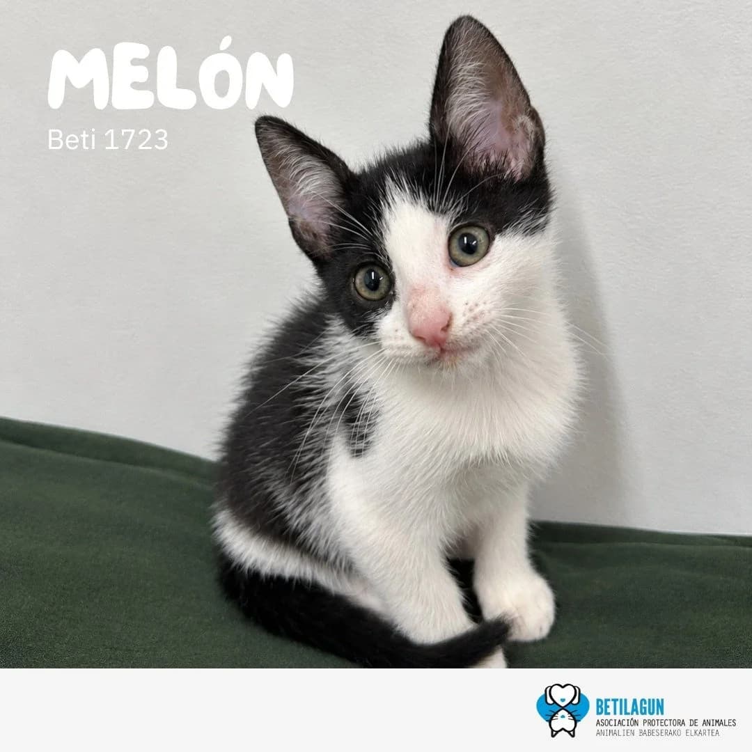 Melón,  Mixed Breed for adoption at Betilagun