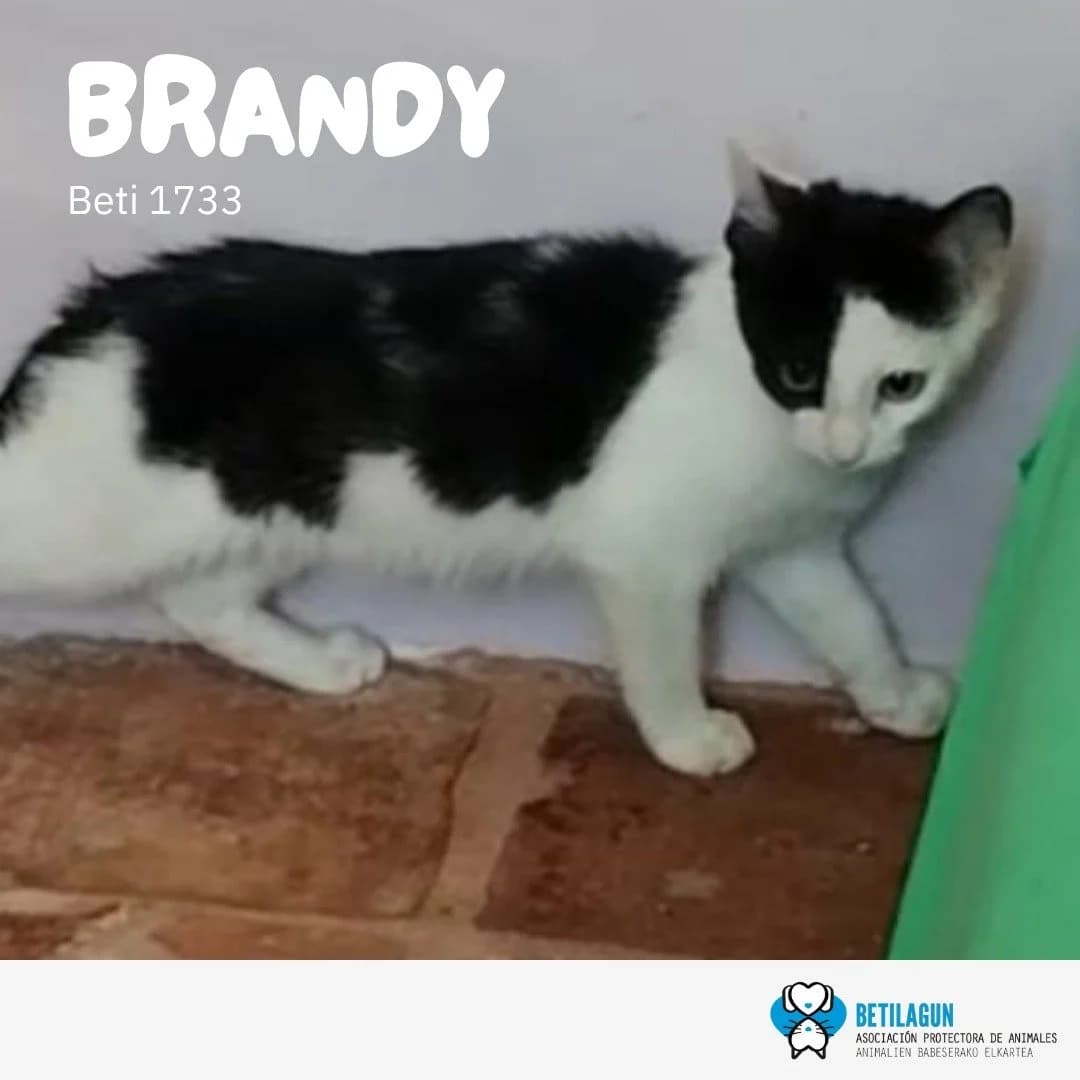 Brandy, Mixed Breed for adoption at Betilagun
