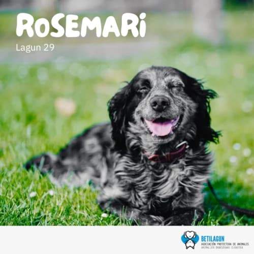 Rosemari – en preadopción,  Mixed Breed for adoption at Betilagun