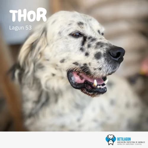Thor – en preadopción,  Mixed Breed for adoption at Betilagun