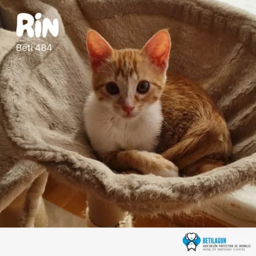 Rin,  Mixed Breed for adoption at Betilagun