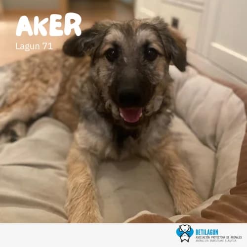 Aker – en preadopción,  Mixed Breed for adoption at Betilagun