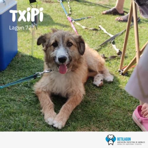 Txipi – en preadopción,  Mixed Breed for adoption at Betilagun