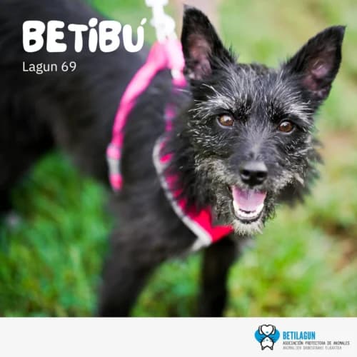 Betibú – en preadopción,  Mixed Breed for adoption at Betilagun