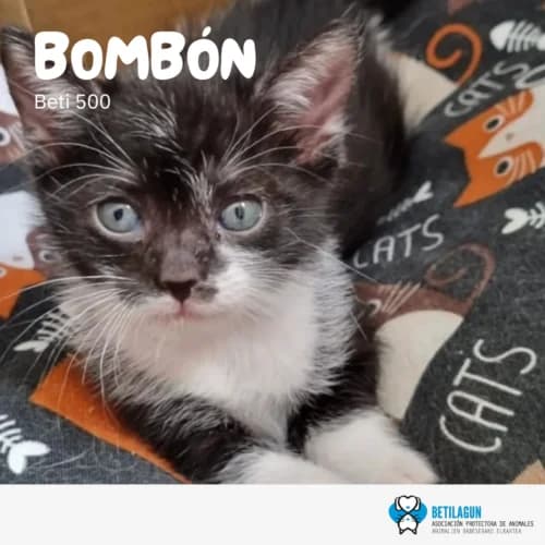 Bombón,  Mixed Breed for adoption at Betilagun