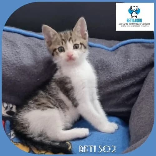 Beti 502,  Mixed Breed for adoption at Betilagun