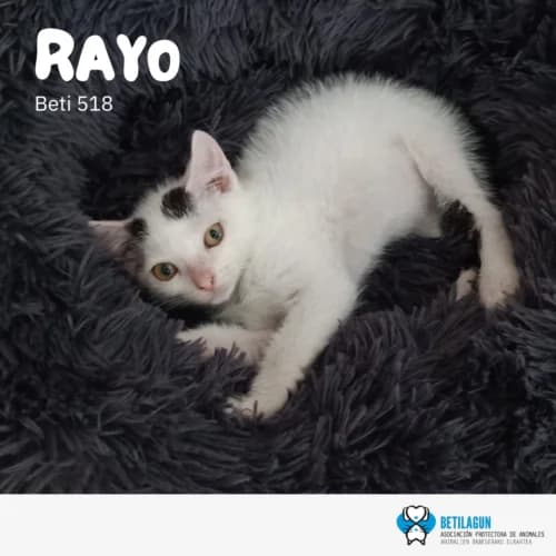 Rayo,  Mixed Breed for adoption at Betilagun