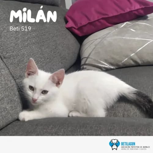 Milán,  Mixed Breed for adoption at Betilagun