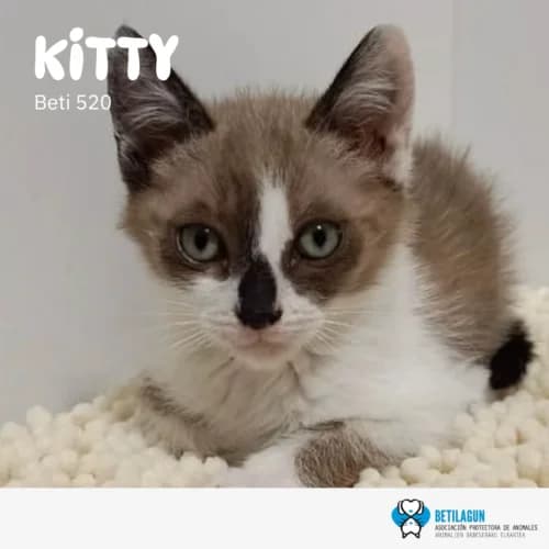 Kitty,  Mixed Breed for adoption at Betilagun
