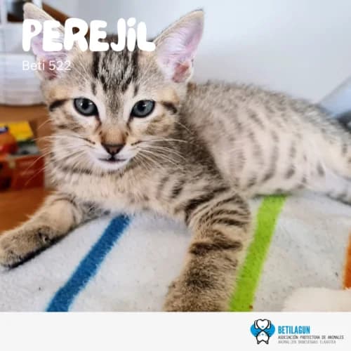 Perejil,  Mixed Breed for adoption at Betilagun