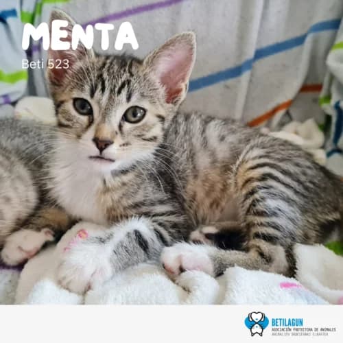 Menta,  Mixed Breed for adoption at Betilagun