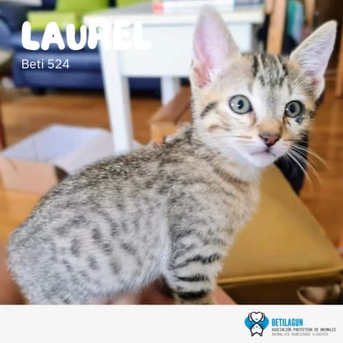 Laurel,  Mixed Breed for adoption at Betilagun