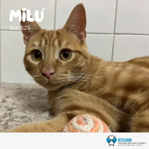 Milú – en preadopción,  Mixed Breed for adoption at Betilagun
