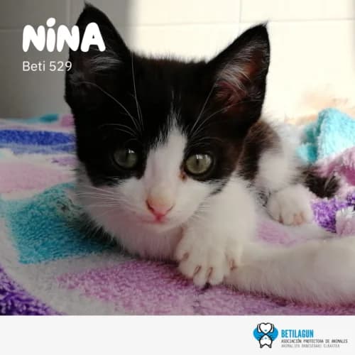 Nina,  Mixed Breed for adoption at Betilagun