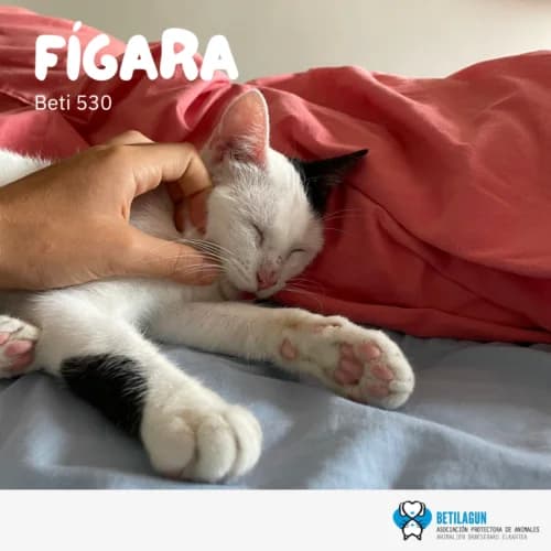 Fígara – en preadopción,  Mixed Breed for adoption at Betilagun