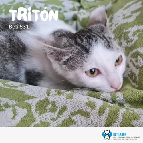 Tritón,  Mixed Breed for adoption at Betilagun