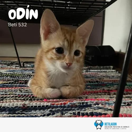 Odín,  Mixed Breed for adoption at Betilagun