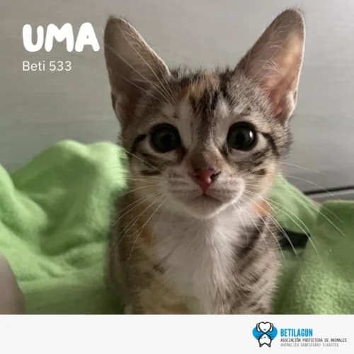 Uma,  Mixed Breed for adoption at Betilagun