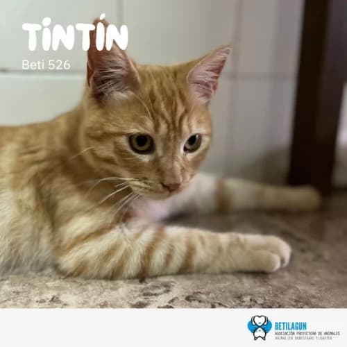 Tintín – en preadopción,  Mixed Breed for adoption at Betilagun
