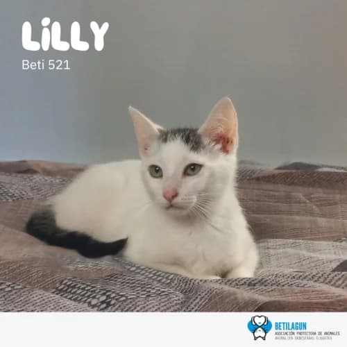 Lilly,  Mixed Breed for adoption at Betilagun