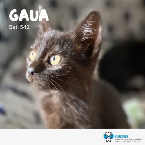 Gaua,  Mixed Breed for adoption at Betilagun