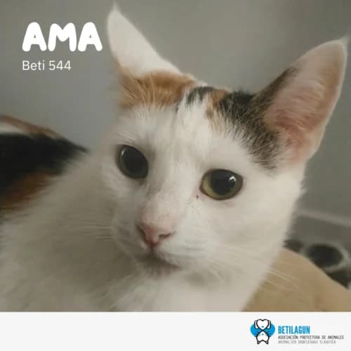 Ama,  Mixed Breed for adoption at Betilagun