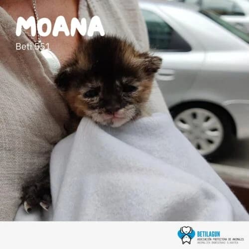 Moana,  Mixed Breed for adoption at Betilagun