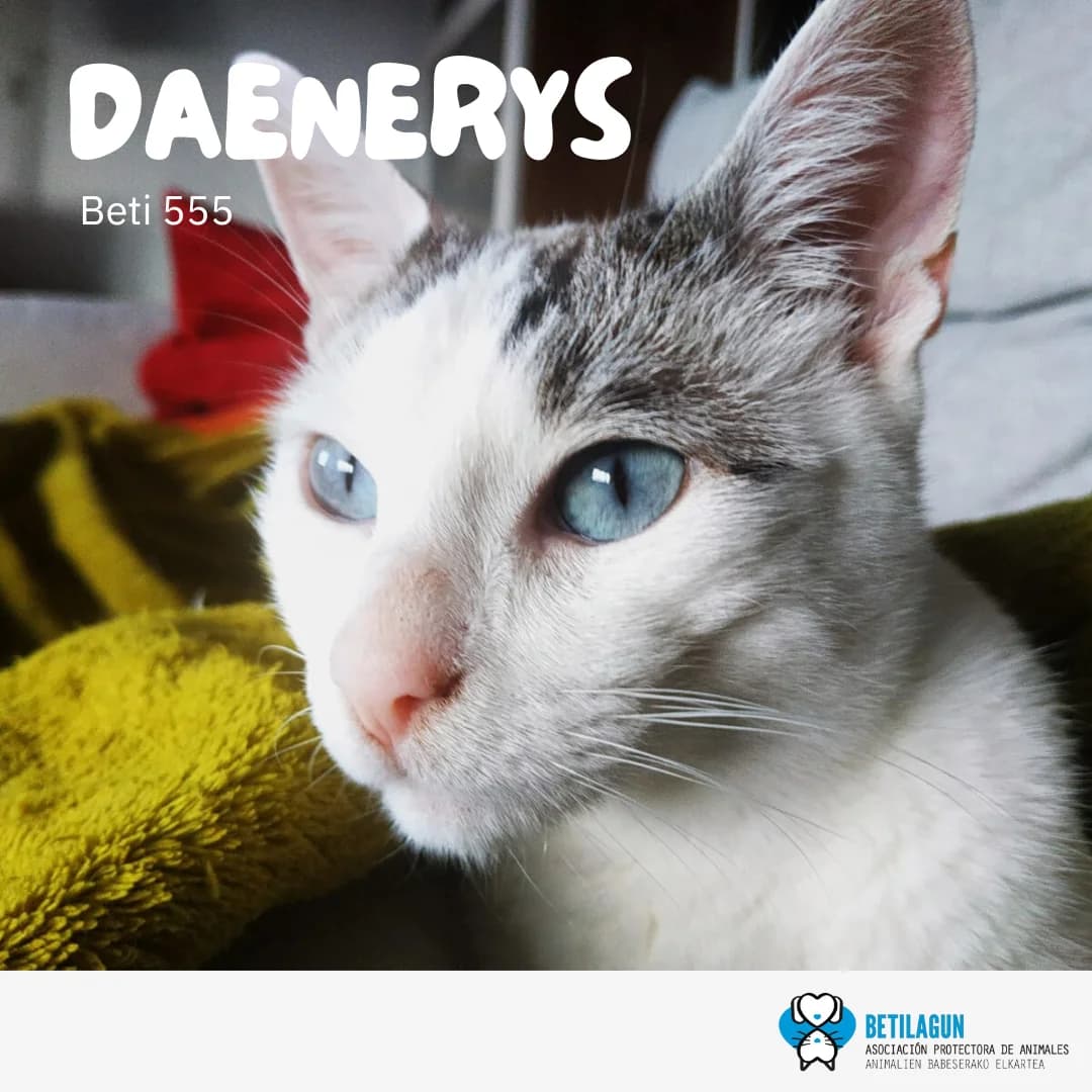 Daenerys – en preadopción,  Mixed Breed for adoption at Betilagun