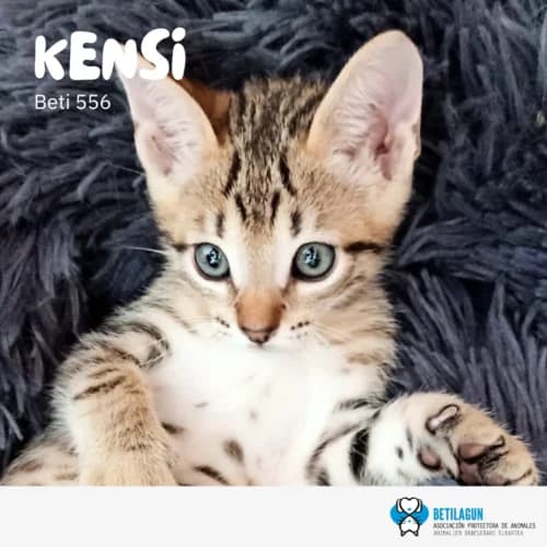 Kensi – en preadopción,  Mixed Breed for adoption at Betilagun