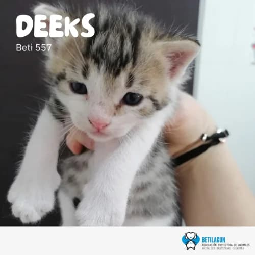 Deeks,  Mixed Breed for adoption at Betilagun