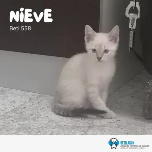 Nieve – en preadopción,  Mixed Breed for adoption at Betilagun