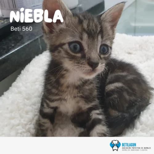 Niebla – en preadopción,  Mixed Breed for adoption at Betilagun