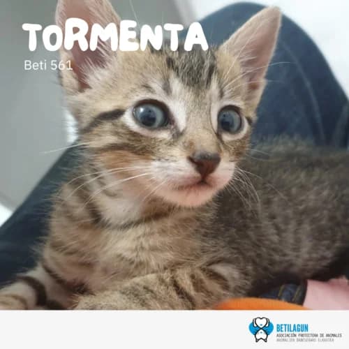 Tormenta – en preadopción,  Mixed Breed for adoption at Betilagun
