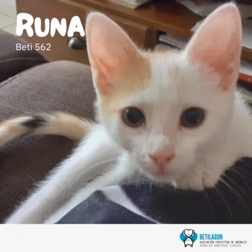 Runa,  Mixed Breed for adoption at Betilagun
