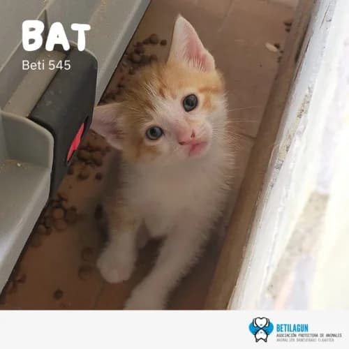 Bat,  Mixed Breed for adoption at Betilagun