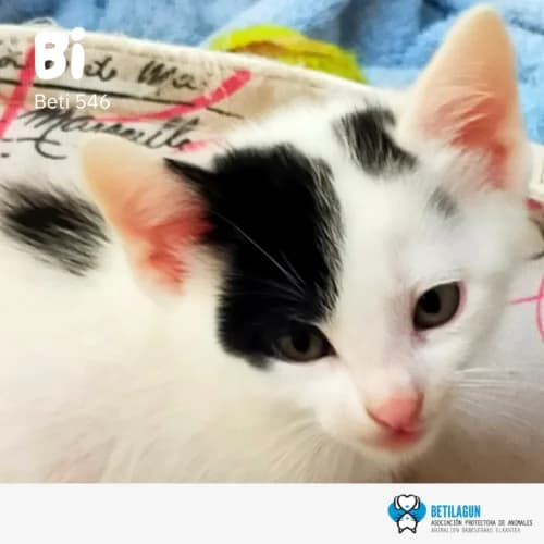 Bi,  Mixed Breed for adoption at Betilagun