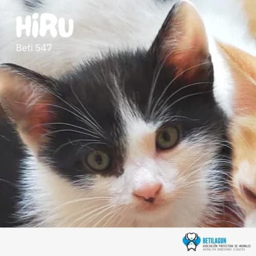 Hiru,  Mixed Breed for adoption at Betilagun
