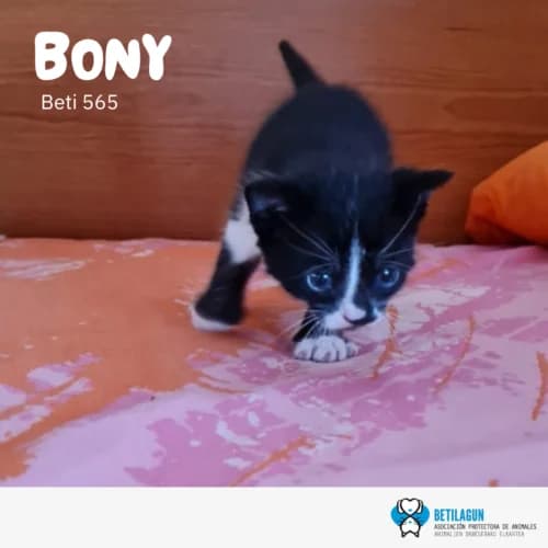 Bony, Mixed Breed (Betilagun)