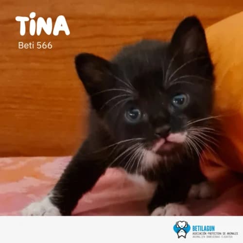 Tina, Mixed Breed (Betilagun)